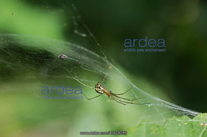 : Female of the common canopy spider (Linyphia triangularis) : Female of the common canopy spider (Linyphia triangularis)