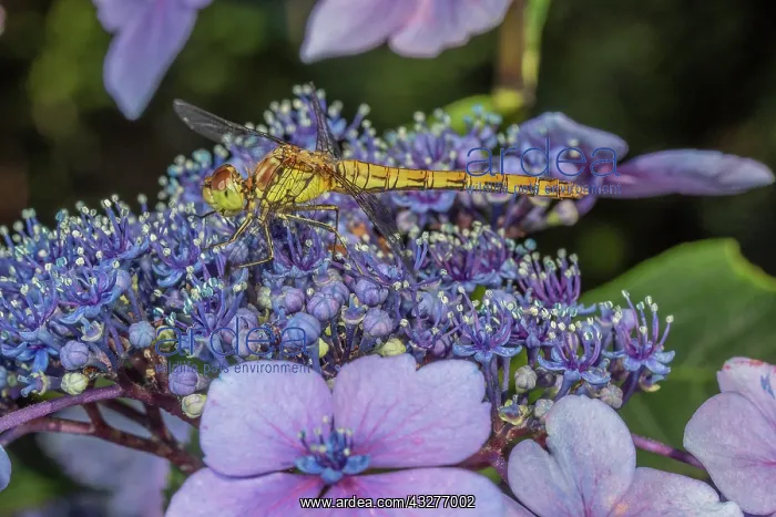 : Female Common Darter, Sympetrum striolatum settled : Female Common Darter, Sympetrum striolatum settled