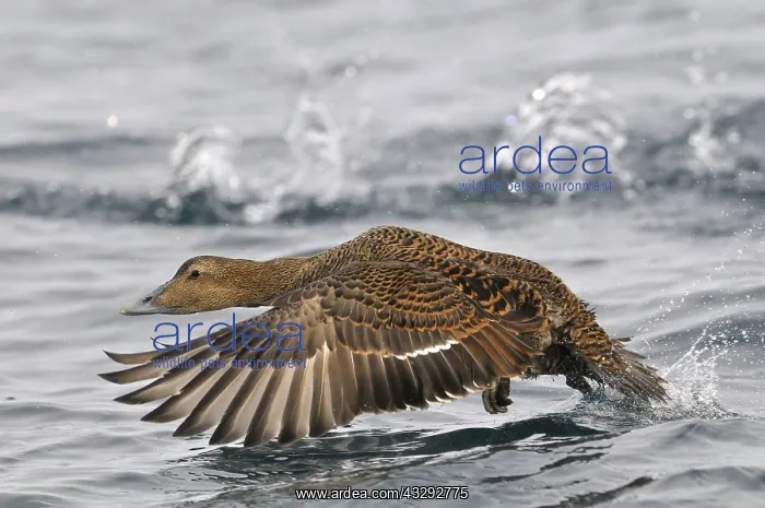 : Female Common Eider (Somateria mollissima) star : Female Common Eider (Somateria mollissima) star