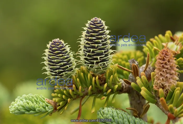 : Female cones of Balsam Fir : Female cones of Balsam Fir