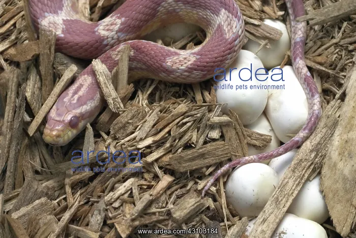 : Female Corn Snake With Eggs : Female Corn Snake With Eggs