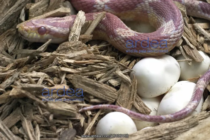 : Female Corn Snake With Eggs : Female Corn Snake With Eggs