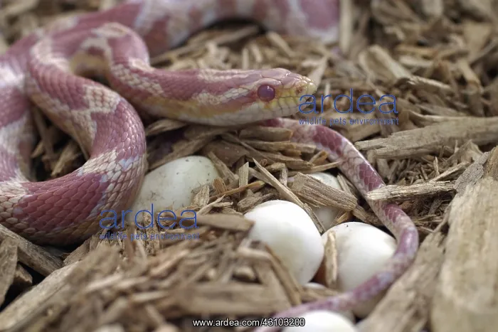 : Female Corn Snake With Eggs : Female Corn Snake With Eggs