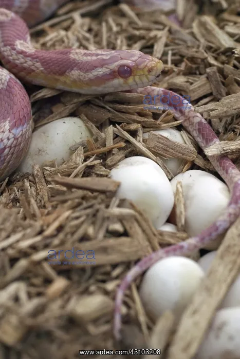 : Female Corn Snake With Eggs : Female Corn Snake With Eggs