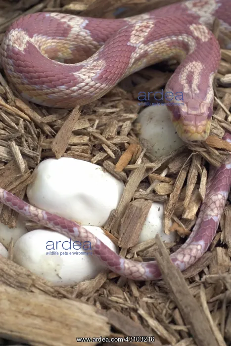 : Female Corn Snake With Eggs : Female Corn Snake With Eggs