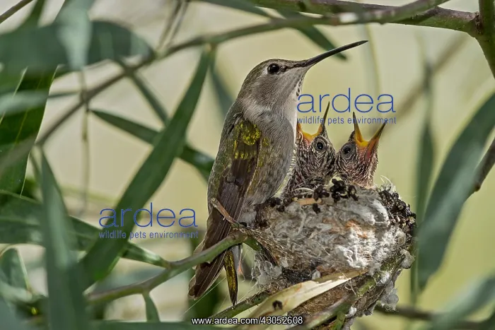 : Female Costa's Hummingbird (Calypte costae) with : Female Costa's Hummingbird (Calypte costae) with