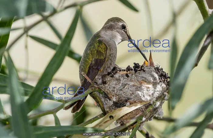 : Female Costa's Hummingbird (Calypte costae) feeding : Female Costa's Hummingbird (Calypte costae) feeding