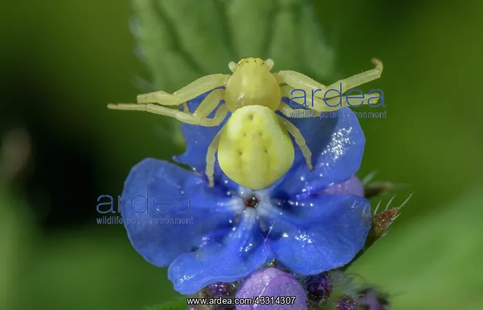 : Female Crab spider, Misumena vatia, waiting on f : Female Crab spider, Misumena vatia, waiting on f