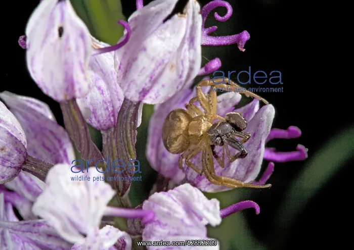 : Female crab spider on monkey orchid, eating male spider : Female crab spider on monkey orchid, eating male spider