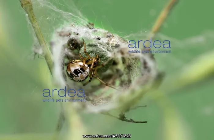 : Female crested spider (Theridion pictum) with egg : Female crested spider (Theridion pictum) with egg