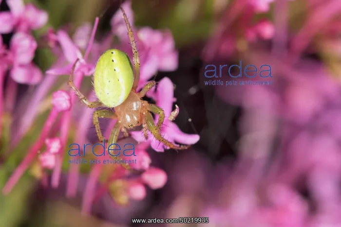 : Female of cucumber green spider (Araniella cucurbitina) descend unknown pink flower, Liguria, Italy : Female of cucumber green spider (Araniella cucurbitina) descend unknown pink flower, Liguria, Italy