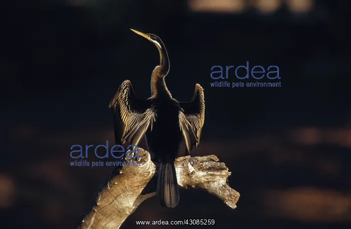 : Female Darter : Female Darter