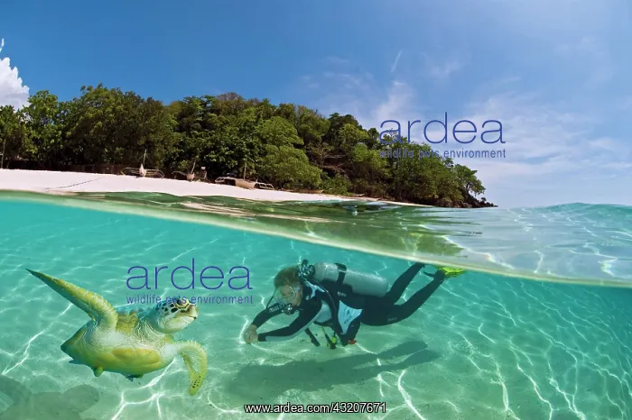 : Female diver with a turtle in the shallow waters : Female diver with a turtle in the shallow waters