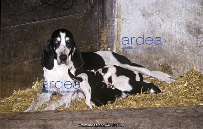 : Female dog breed Francais noir et blanc suckling : Female dog breed Francais noir et blanc suckling