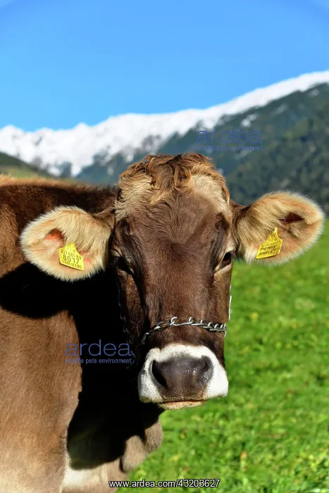 : Female domestic cattles (Bos taurus) without horn : Female domestic cattles (Bos taurus) without horn
