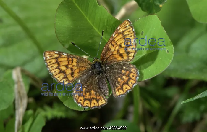 : Female Duke of Burgundy, Hamearis lucina butterf : Female Duke of Burgundy, Hamearis lucina butterf