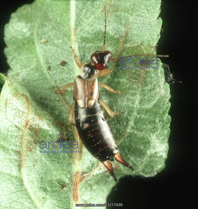 : Female earwig : Female earwig