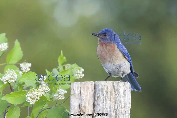 : Female Eastern Bluebird : Female Eastern Bluebird