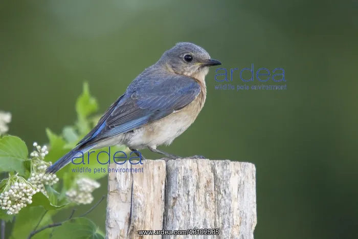 : Female Eastern Bluebird : Female Eastern Bluebird