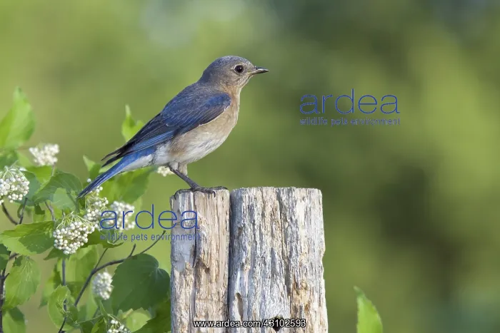 : Female Eastern Bluebird : Female Eastern Bluebird