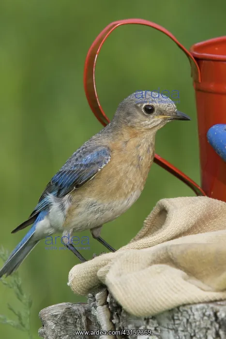 : Female Eastern Bluebird : Female Eastern Bluebird