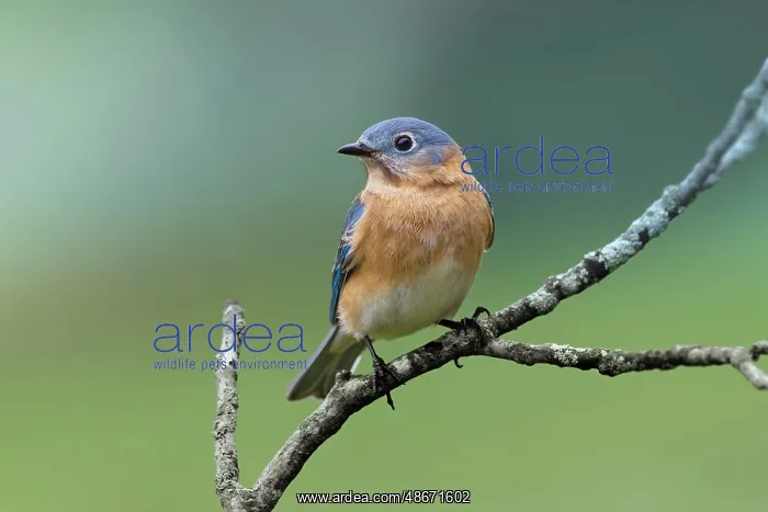 : Female eastern bluebird, Kentucky : Female eastern bluebird, Kentucky