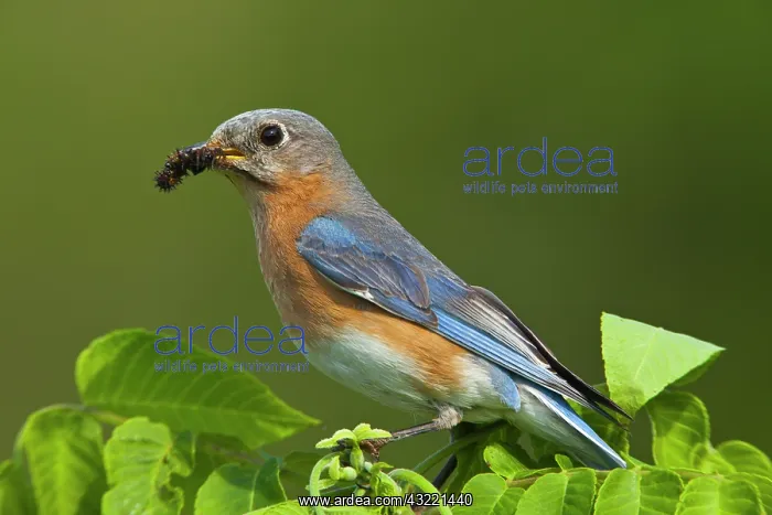: Female Eastern Bluebird (Sialia sialis) : Female Eastern Bluebird (Sialia sialis)