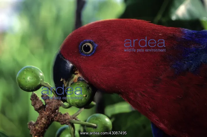 : Female Eclectus Parrot : Female Eclectus Parrot