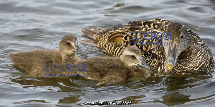 : Female Eider duck and chicks swim in a city : Female Eider duck and chicks swim in a city