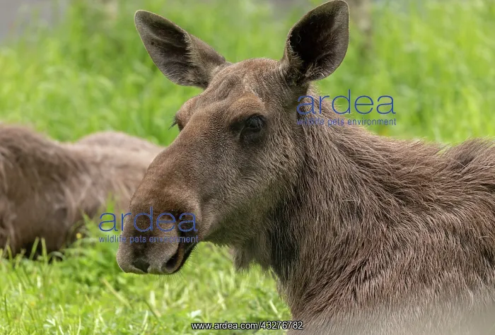 : Female Elk, Alces alces, in birch woodland, Norway : Female Elk, Alces alces, in birch woodland, Norway