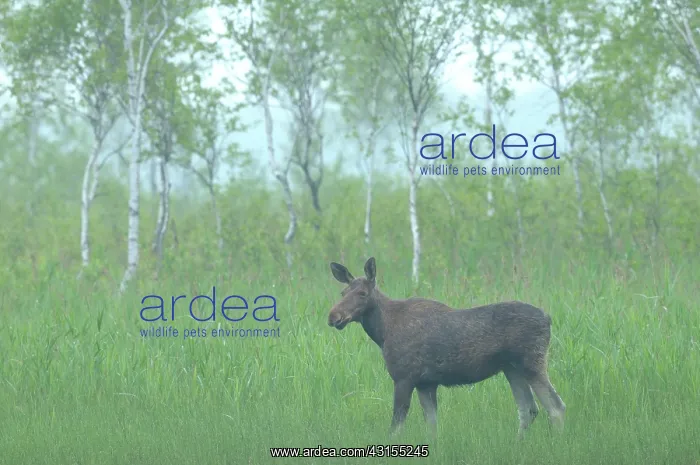 : Moose. Female Elk (Alces alces) standing in a sedge marsh with unidentified birch : Moose. Female Elk (Alces alces) standing in a sedge marsh with unidentified birch