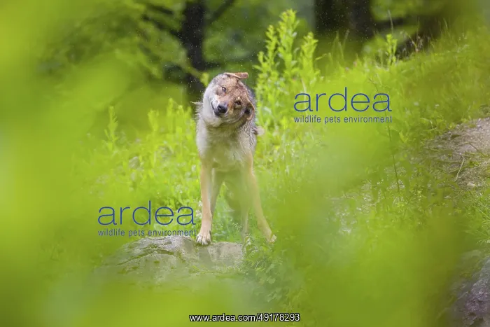 : A female Eurasian gray wolf (Canis lupus lupus) stands : A female Eurasian gray wolf (Canis lupus lupus) stands