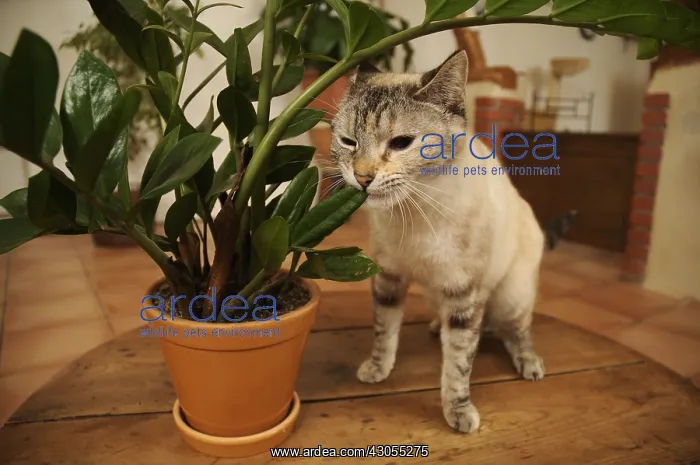 : Female European blue tabby point cat eating a green plant : Female European blue tabby point cat eating a green plant