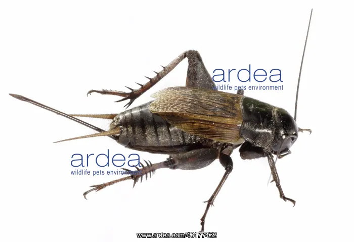 : Female Field Cricket : Female Field Cricket