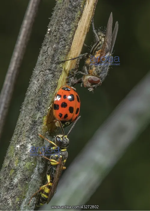 : Female Field digger-wasp, Mellinus arvensis, guarding : Female Field digger-wasp, Mellinus arvensis, guarding