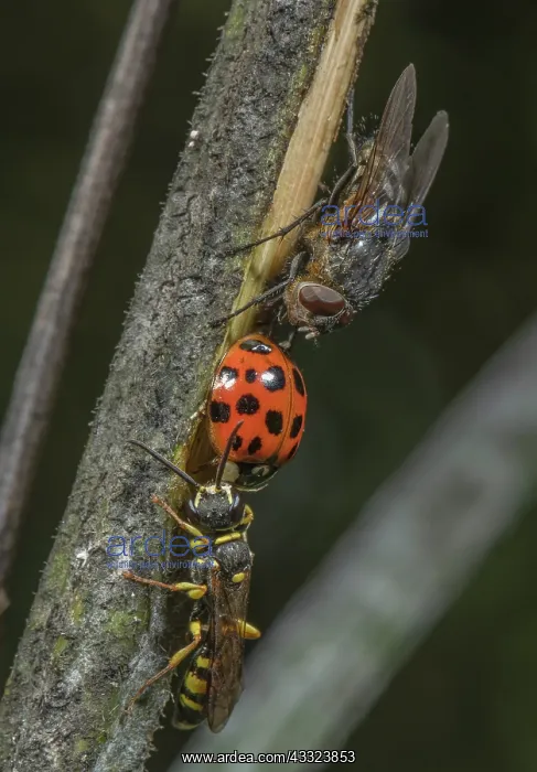 : Female Field digger-wasp, Mellinus arvensis, guarding : Female Field digger-wasp, Mellinus arvensis, guarding