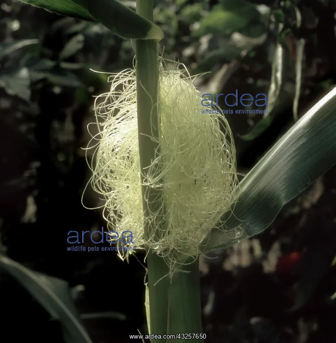 : Female flower of corn showing silk : Female flower of corn showing silk
