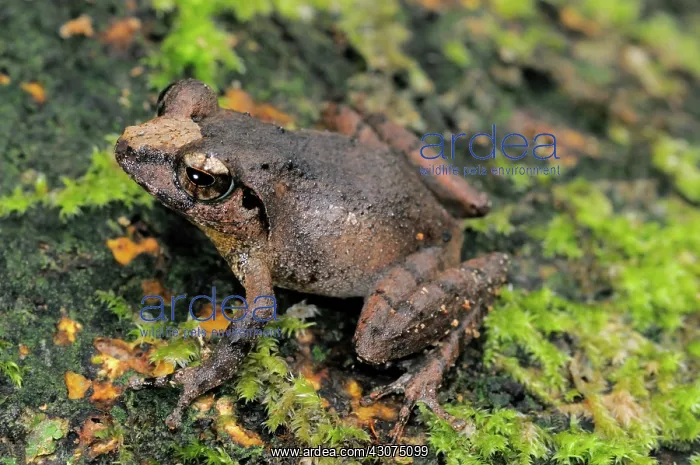 : Female Forest Shrub frog : Female Forest Shrub frog