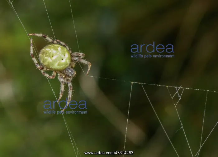 : Female Four-spot orb-weaver, Araneus quadratus : Female Four-spot orb-weaver, Araneus quadratus