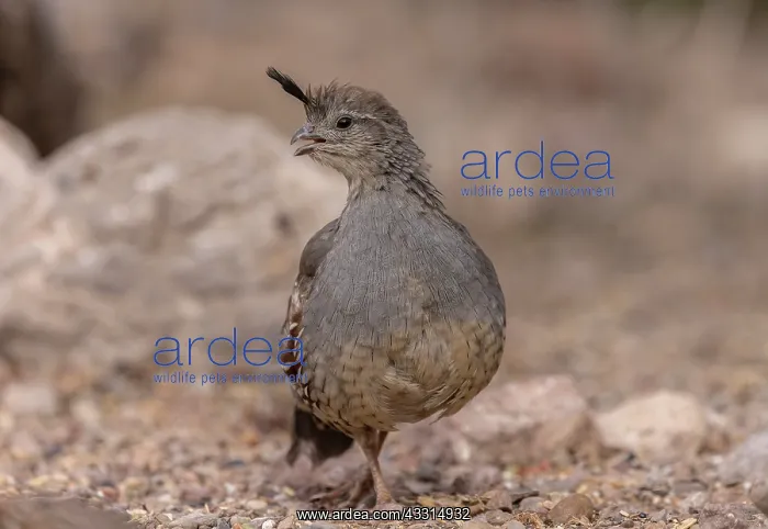 : Female Gambel's quail, Callipepla gambelii, in t : Female Gambel's quail, Callipepla gambelii, in t