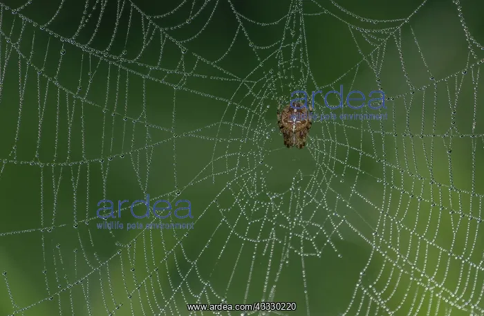 : Female Garden spider, Araneus diadematus, on dew : Female Garden spider, Araneus diadematus, on dew