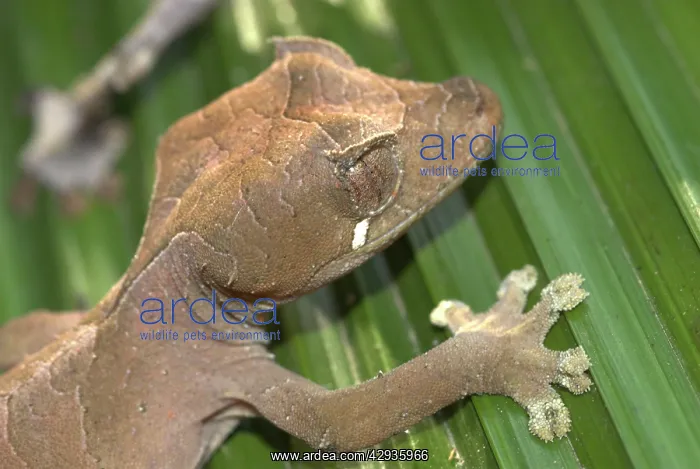: Female Gecko, close up of head : Female Gecko, close up of head