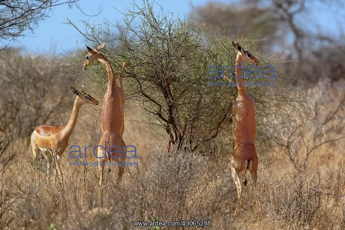 : Three female Gerenuks standing on hind legs : Three female Gerenuks standing on hind legs