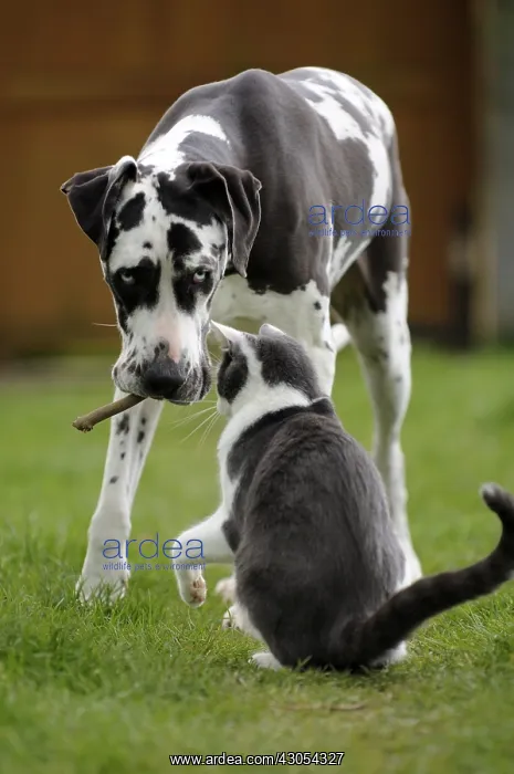 : Female German mastiff and European cat playing France : Female German mastiff and European cat playing France