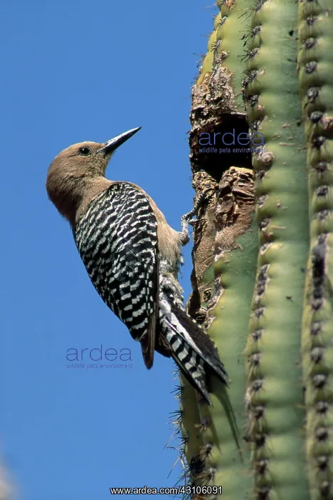 : Female Gila Woodpecker : Female Gila Woodpecker