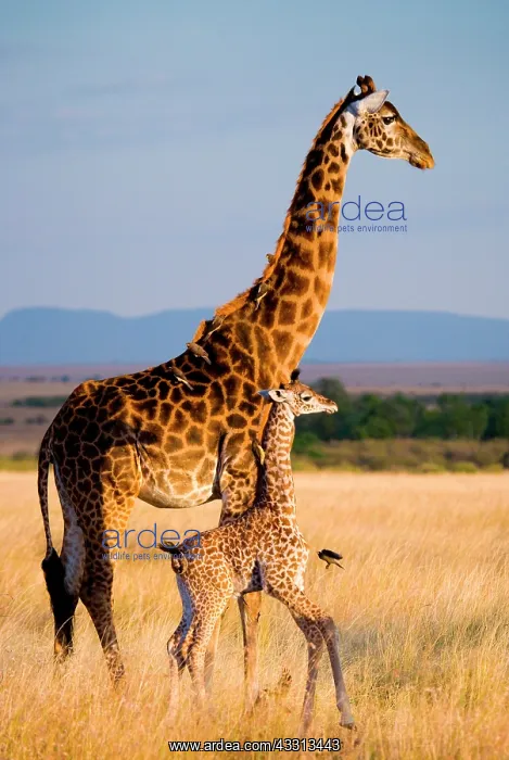 : Female giraffe (Giraffa camelopardalis tippelski : Female giraffe (Giraffa camelopardalis tippelski