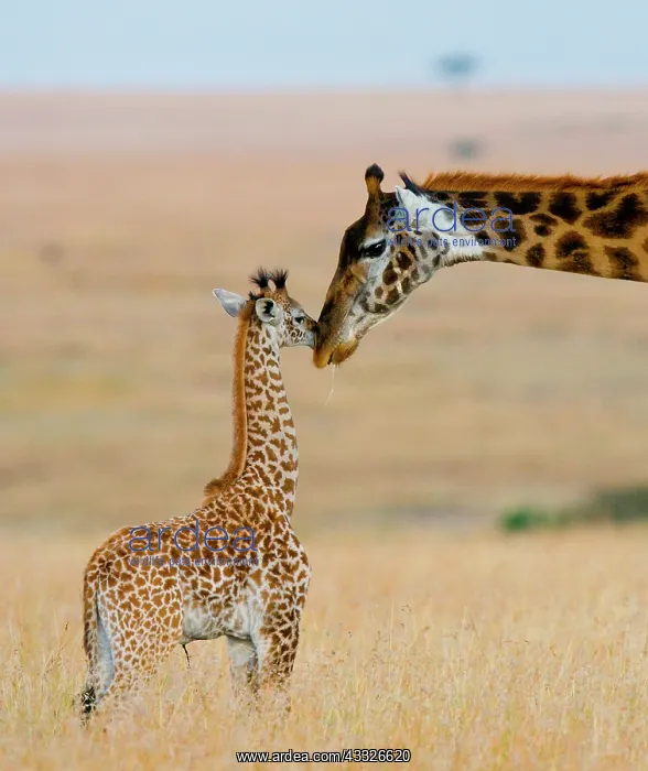 : Female giraffe (Giraffa camelopardalis tippelski : Female giraffe (Giraffa camelopardalis tippelski