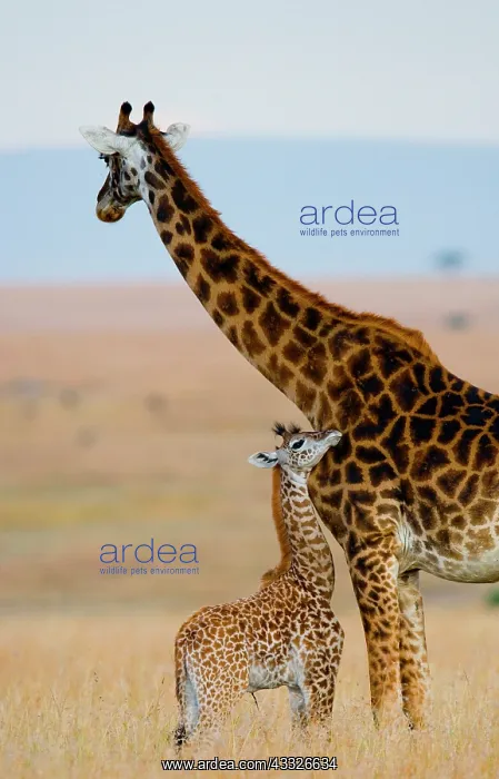 : Female giraffe (Giraffa camelopardalis tippelski : Female giraffe (Giraffa camelopardalis tippelski