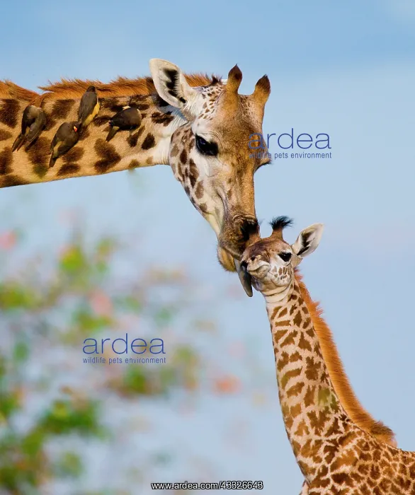 : Female giraffe (Giraffa camelopardalis tippelski : Female giraffe (Giraffa camelopardalis tippelski