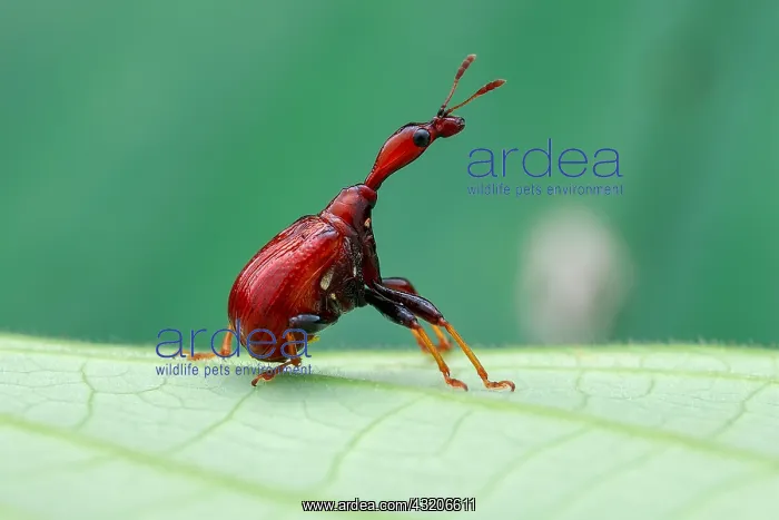 : Female giraffe weevil or leaf rolling weevil (Trachelophorus : Female giraffe weevil or leaf rolling weevil (Trachelophorus